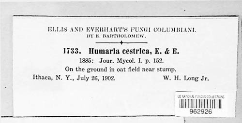 Aleuria image